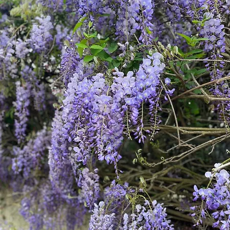 Casa Flores *